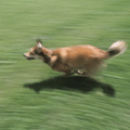 .gif